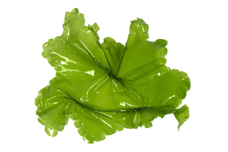 Sea Lettuce - Image 4