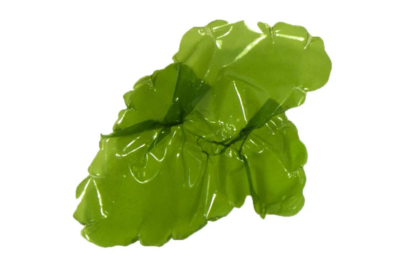 Sea Lettuce - Image 3