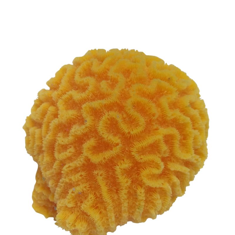 artificial corals small platygyra brain coral