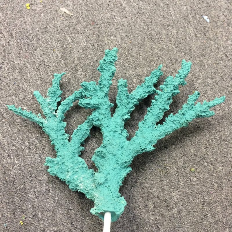 Turquoise Staghorn Acropora