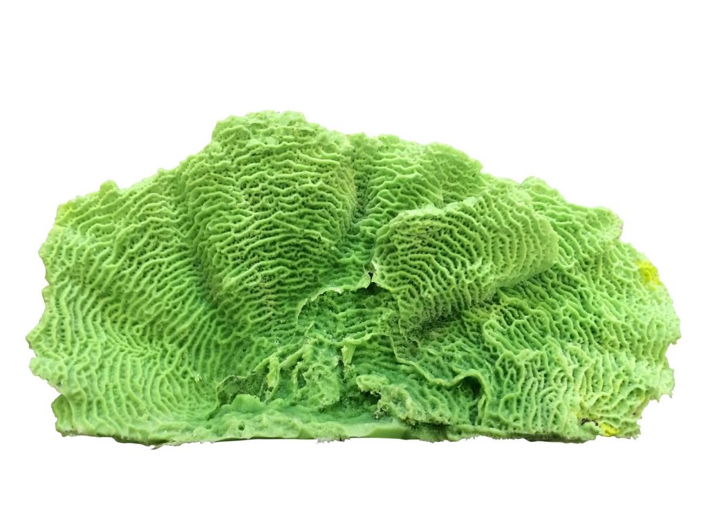 727 XL Lettuce Plate Coral (Agaracia agaracites) Ocean Aquaria