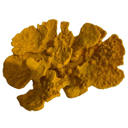 #89 Elkhorn (Acropora Palmata)