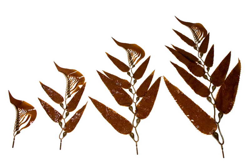 Giant Sea Kelp