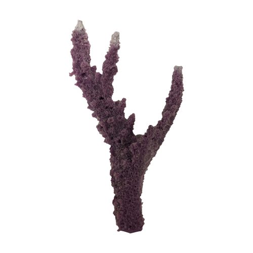 #01130 Single Acropora Florida Branch