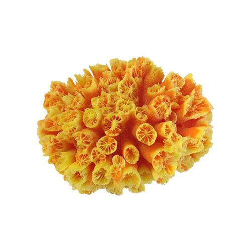 #03400 Large Tubastrea