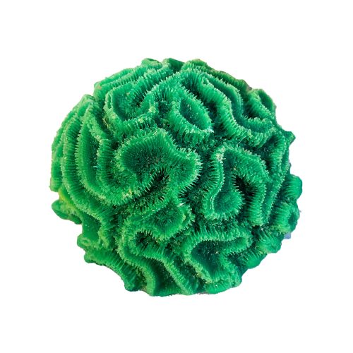 #224 Mini Brain Coral