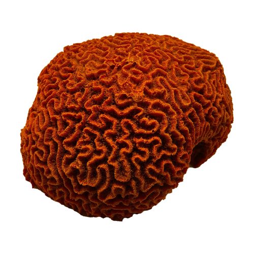 #257 Boulder Brain Coral (Colophyllia Natans)