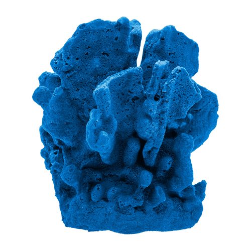 #521 Blue Ridge Coral