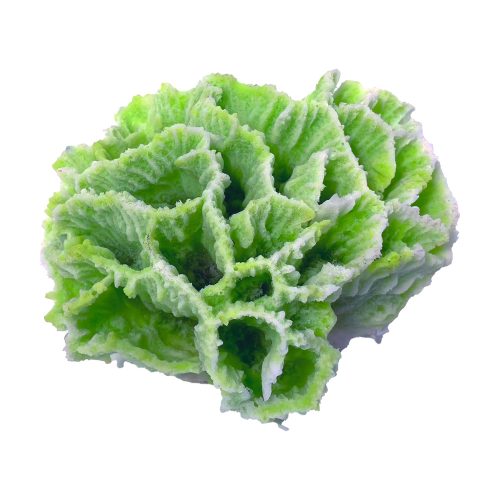 #711 Lettuce Cluster