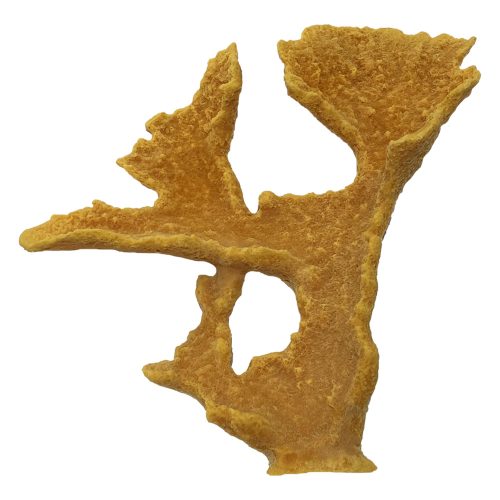 #91 Large Elkhorn (Acropora Palmata)