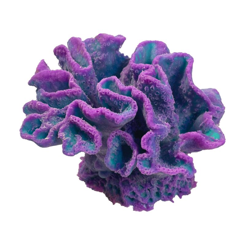 Scroll Coral | Ocean Aquaria