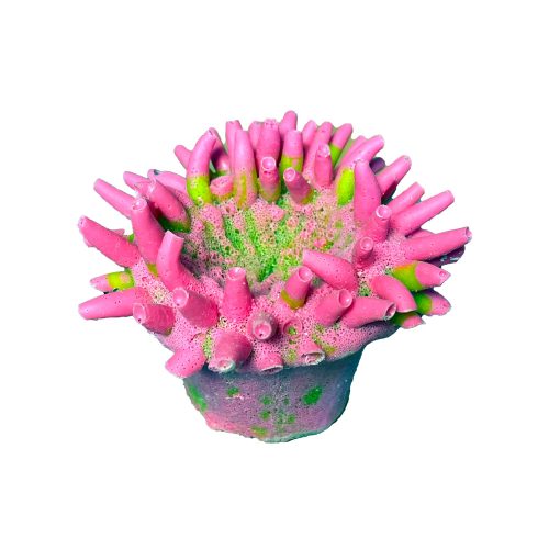 #900 Cold Water Anemone