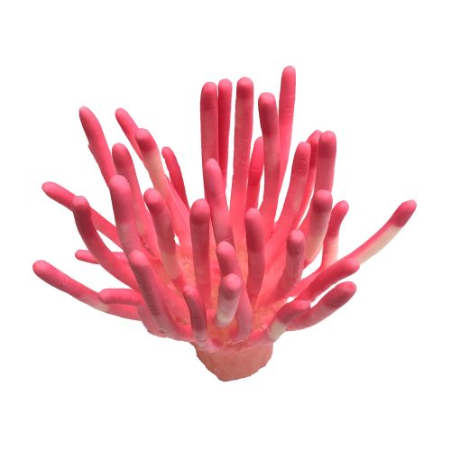 #902 Caribbean Anemone