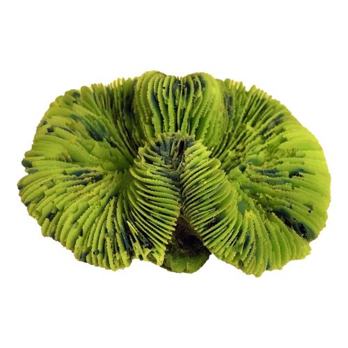 #263 Small Lobophyllia Brain Coral