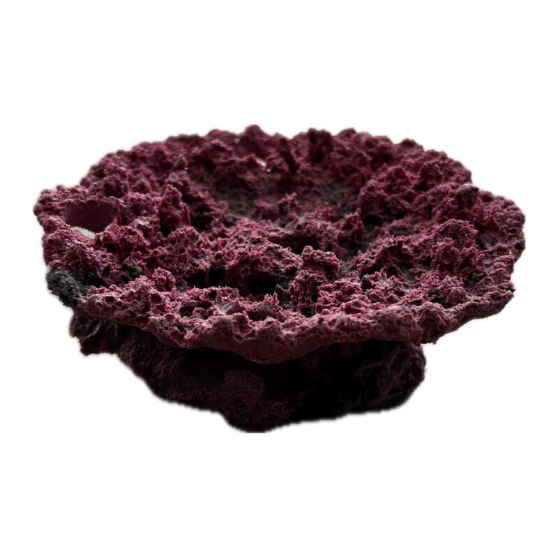 5 Hole Sandbed Acropora Plate Frag Rock - Image 2