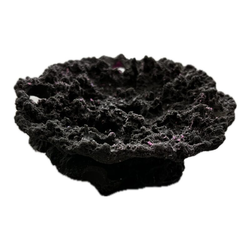 5 Hole Sandbed Acropora Plate Frag Rock - Image 3