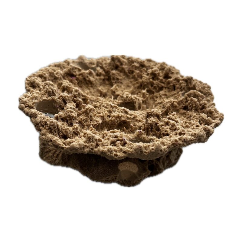5 Hole Sandbed Acropora Plate Frag Rock - Image 4