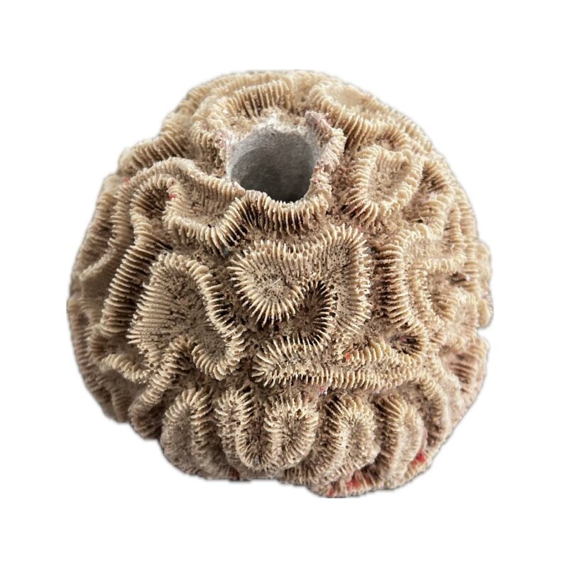SANDBED 1 Hole Frag Brain Coral Rock Base for Live Coral Plug Ons!! - Image 2