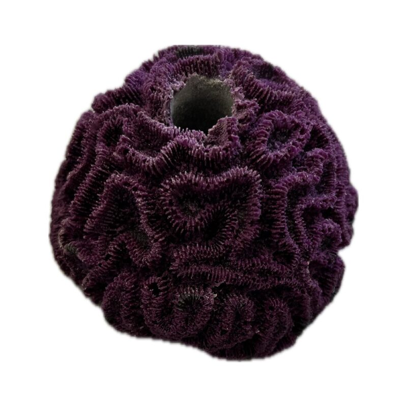 SANDBED 1 Hole Frag Brain Coral Rock Base for Live Coral Plug Ons!!