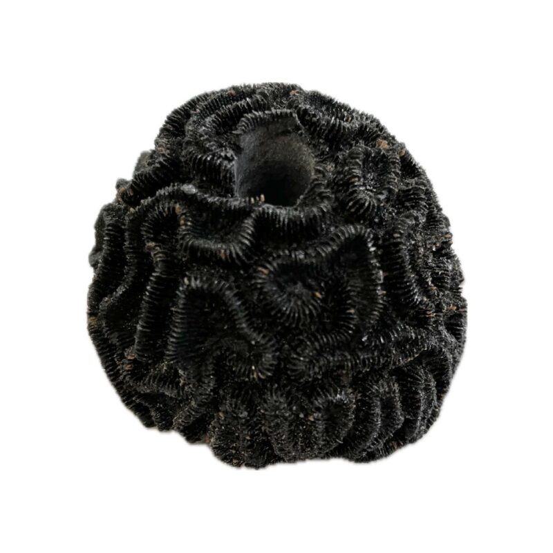 SANDBED 1 Hole Frag Brain Coral Rock Base for Live Coral Plug Ons!! - Image 3