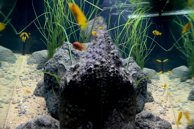 Artificial Surfgrass for Aquariums and Aquascaping (2 Size Options) - Image 5