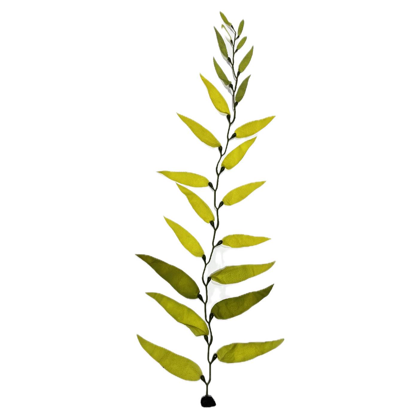 Giant Kelp - Image 2