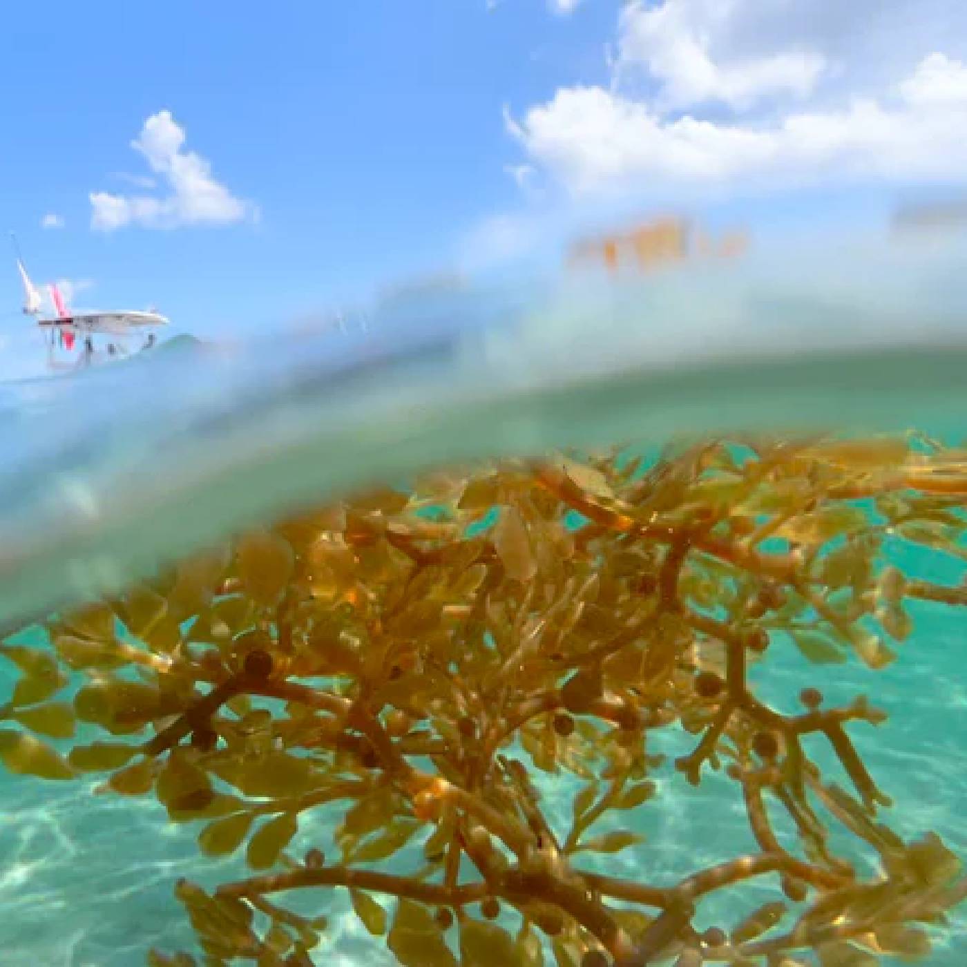 Sargassum - Image 2