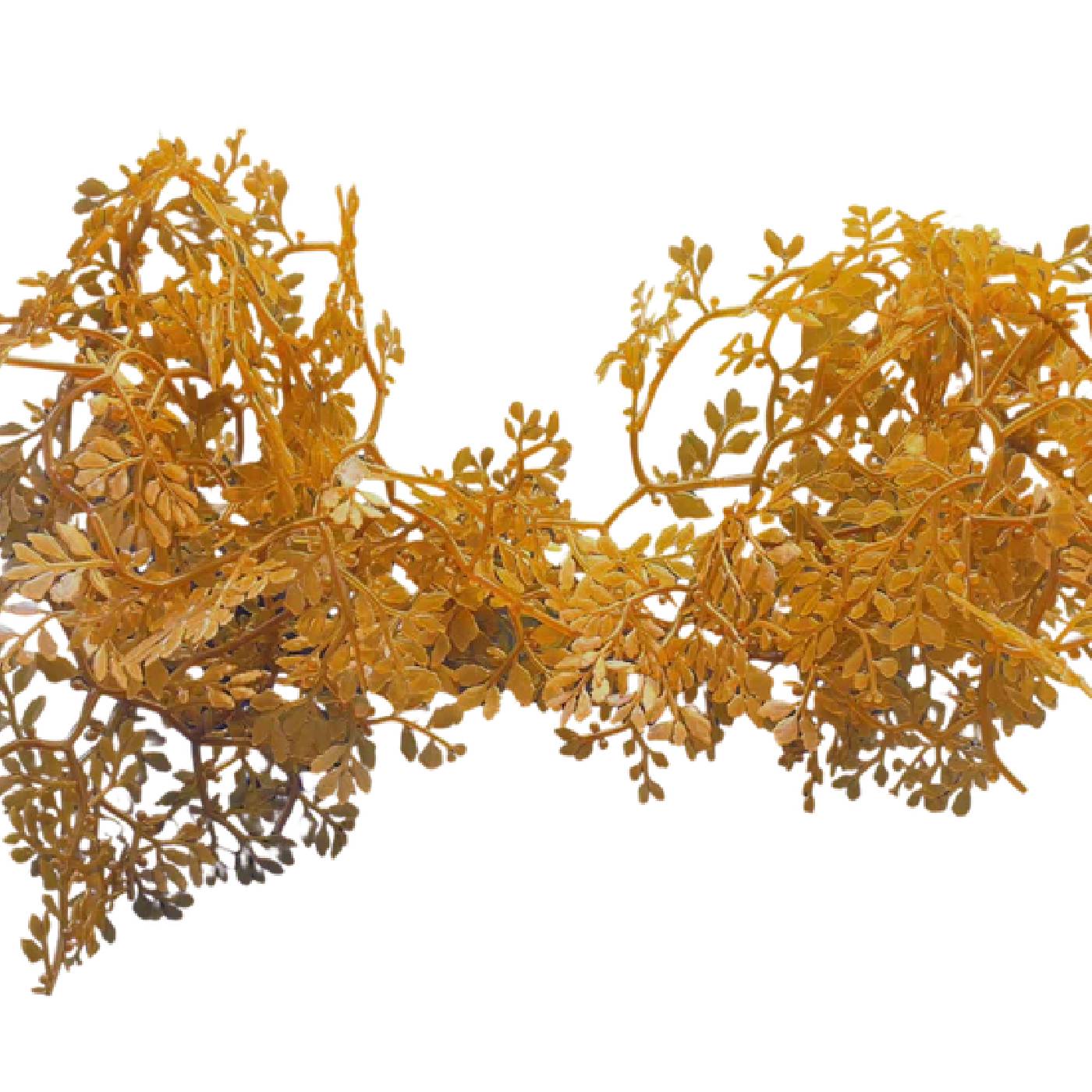 Sargassum - Image 3
