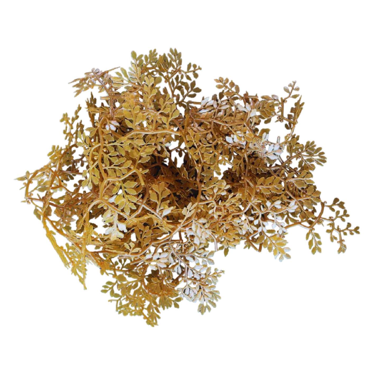 Sargassum - Image 4