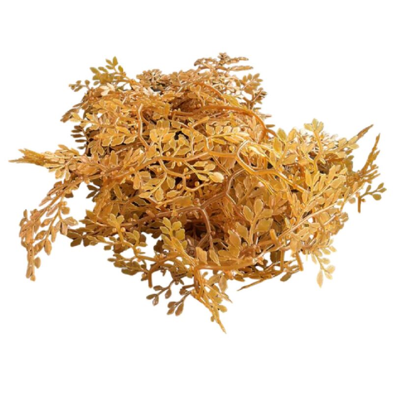 Sargassum