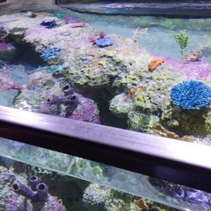 Austin Aquarium