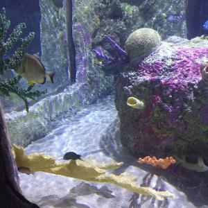Austin Aquarium
