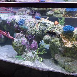 Austin Aquarium