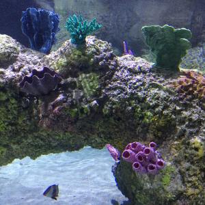 Austin Aquarium