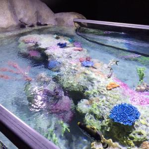 Austin Aquarium